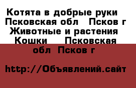 Котята в добрые руки - Псковская обл., Псков г. Животные и растения » Кошки   . Псковская обл.,Псков г.